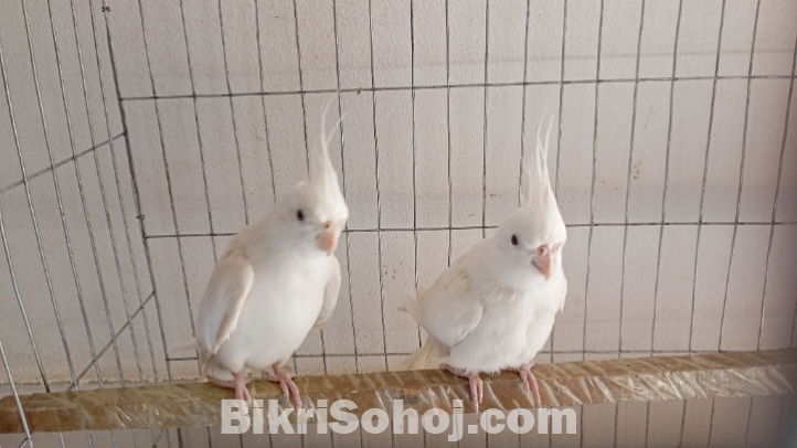 এ্যালভিওনো ককাটেল